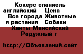 Кокерс спаниель английский  › Цена ­ 4 500 - Все города Животные и растения » Собаки   . Ханты-Мансийский,Радужный г.